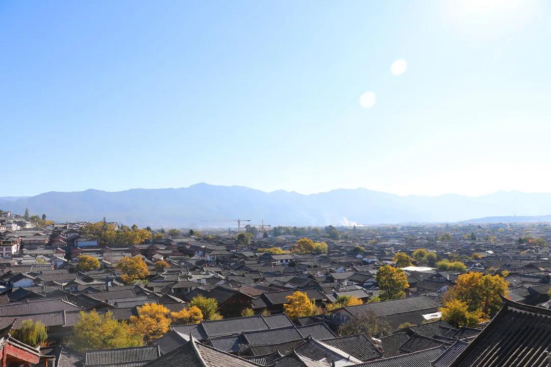 藏在麗江古城街頭巷尾的樹，一入冬就美成了畫