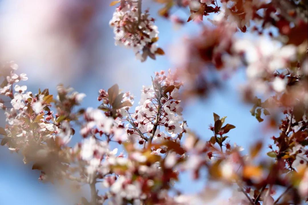 麗江的李子花開(kāi)了，你聞！是春天的味道……