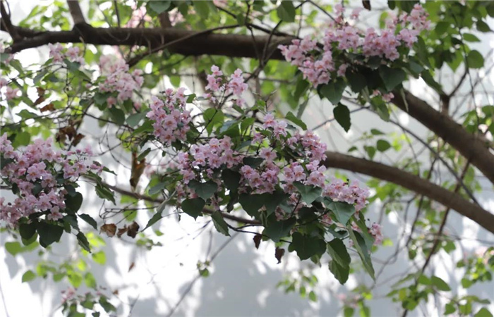 麗江楸木花開(kāi)，整座城市更加精致！
