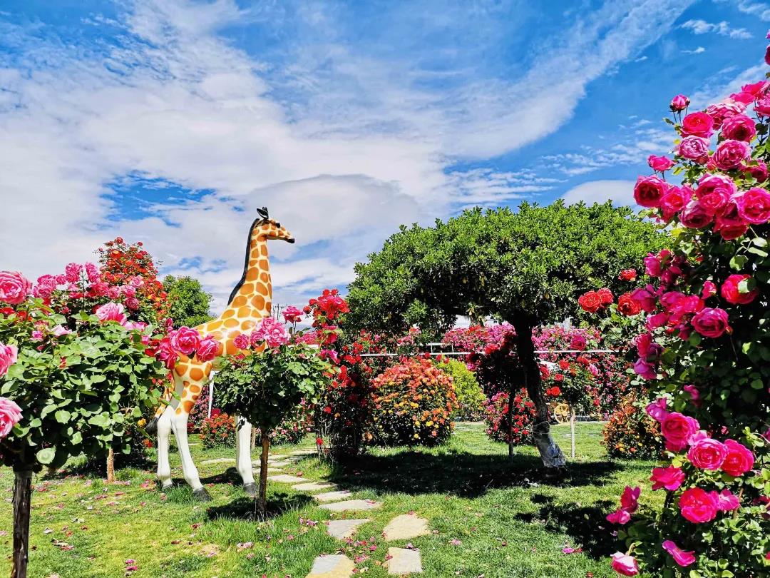 周末去哪兒？麗江這里花開成海，把園區(qū)打造成湖濱公園景區(qū)快來打卡！