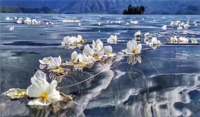 麗江旅游 戲水、弄花！瀘沽湖最美的季節(jié)到了！