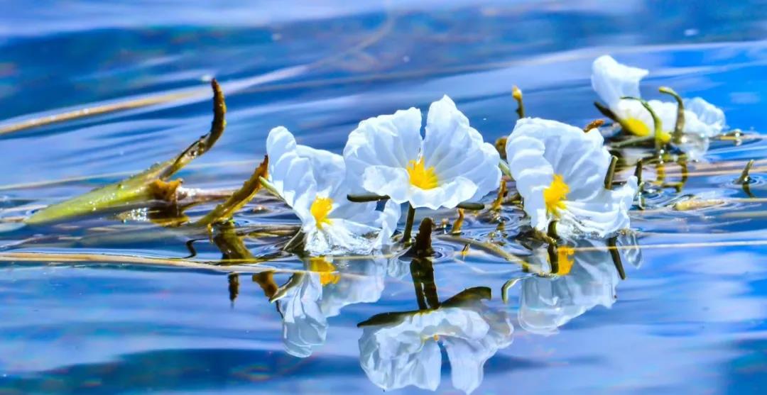 糟糕！瀘沽湖的“水性楊花”，讓我有了心動(dòng)的感覺(jué)！
