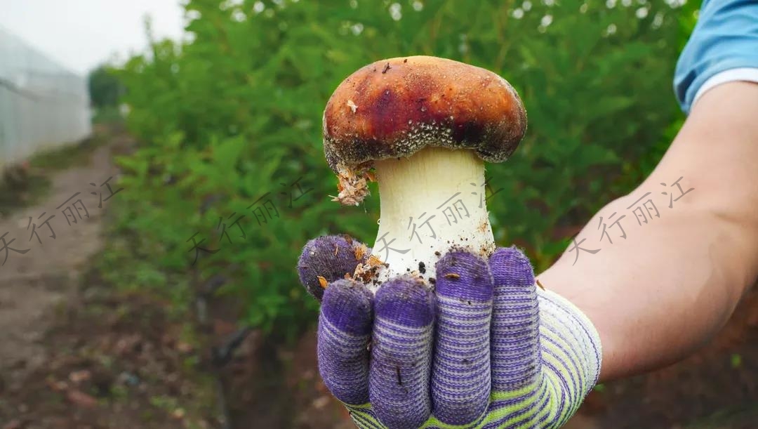 距離城區(qū)不到20分鐘！竟藏著一處可以采菌子的