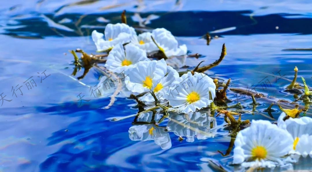 這個夏天一定要來麗江，看一次“水性楊花”