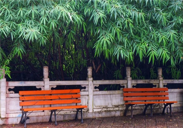 煙雨繚繞，黑龍?zhí)杜c詩平分秋色