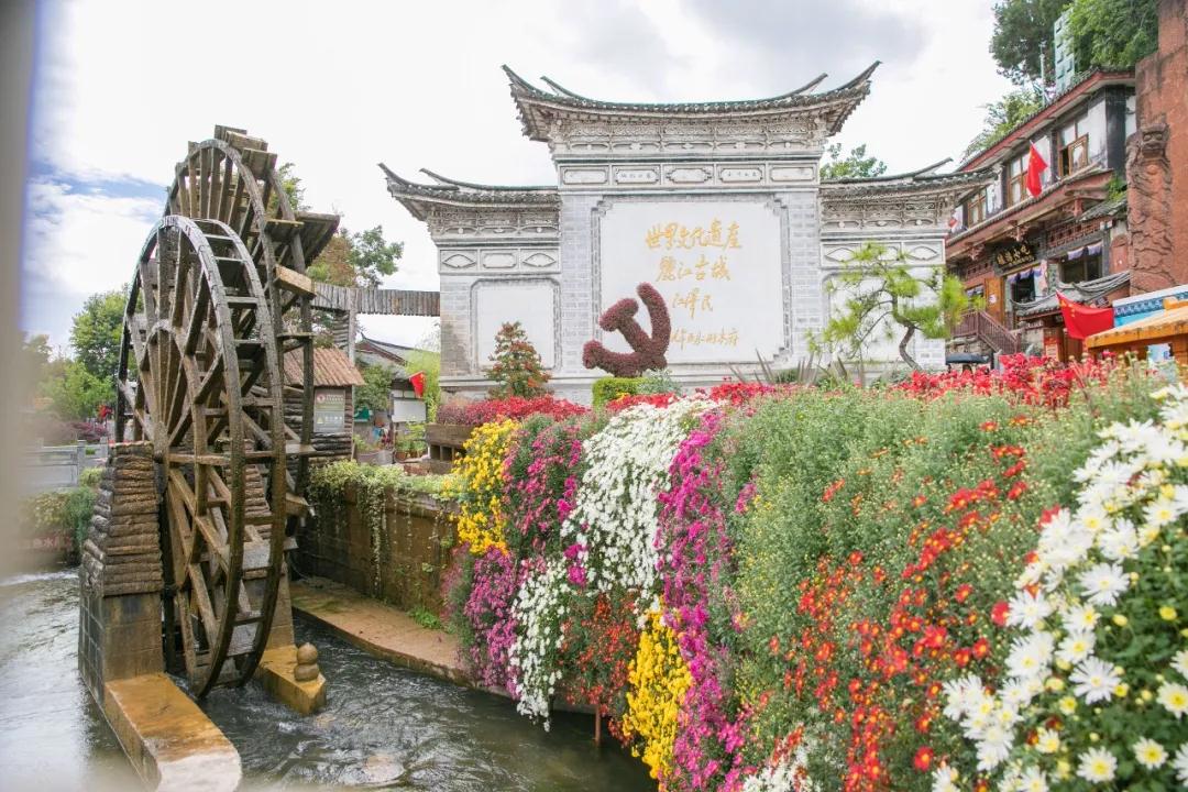 麗江傳媒，萬朵菊花簇?fù)睇惤懦牵≈星飼r節(jié)快來賞菊！