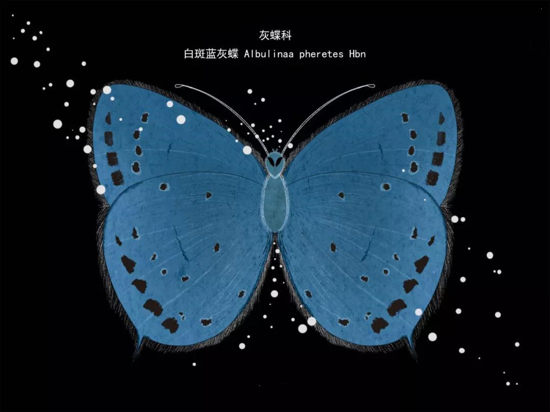 麗江傳媒公司：什么是玉龍雪山生物多樣性之美？且看這一只只“會(huì)飛的花朵”