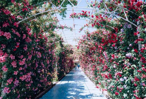 麗江的“莫奈花園”，盛開了