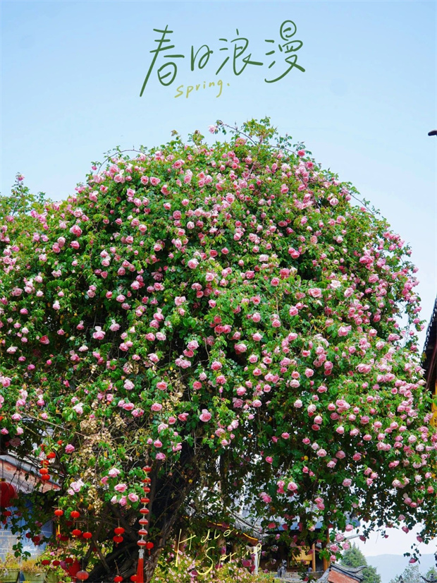 云南旅游,云南旅行社,云南團(tuán)建公司,云南會(huì)議公司,云南策劃公司,麗江旅游,麗江旅行社,麗江團(tuán)建公司,麗江策劃公司,麗江會(huì)議公司：一季芳華，半城詩(shī)畫，麗江古城的薔薇開了