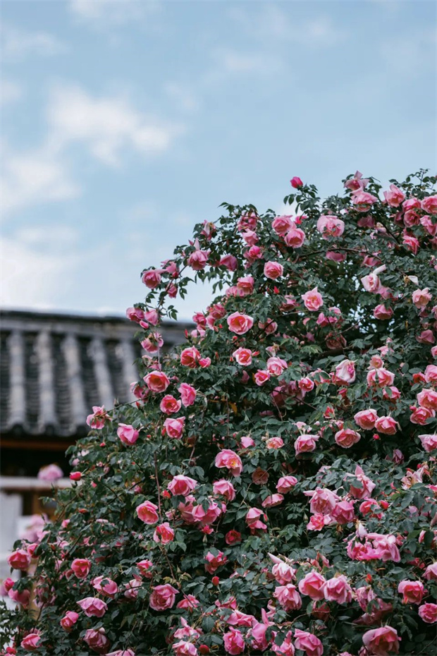 云南旅游,云南旅行社,云南團(tuán)建公司,云南策劃公司,云南會(huì)議公司,麗江旅游,麗江旅行社,麗江團(tuán)建公司,麗江策劃公司,麗江會(huì)議公司：一藤成景、孤株成林，有種幾乎接近于完美的花叫“麗江之路”